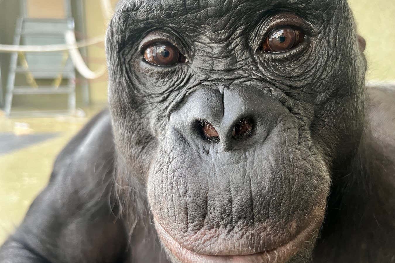 Bonobo potrafią rozpoznać, kiedy wiedzą coś, czego Ty nie wiesz