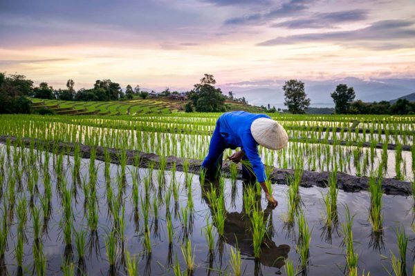 Odmiana ryżu ogranicza emisję metanu o 70%